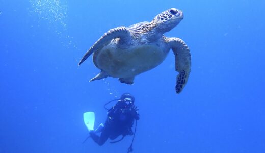 ジャングルクルーズ^ – ^
