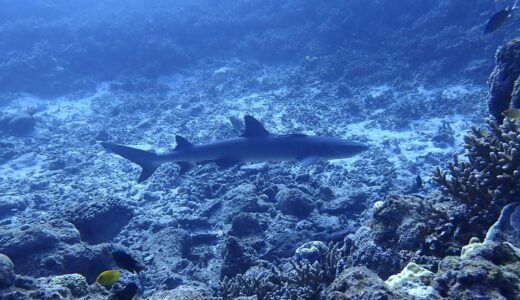 海況が落ち着いてきました^ – ^