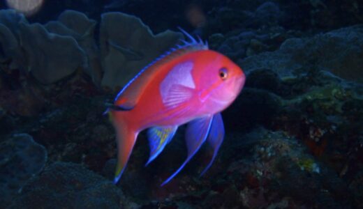 大ウネりがぁー来た！