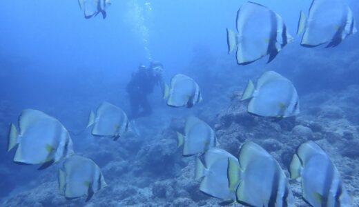 久しぶりのダイビングでした^ – ^