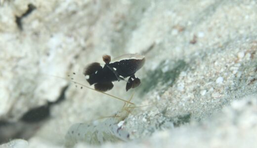 嵐の前のなんちゃらか？