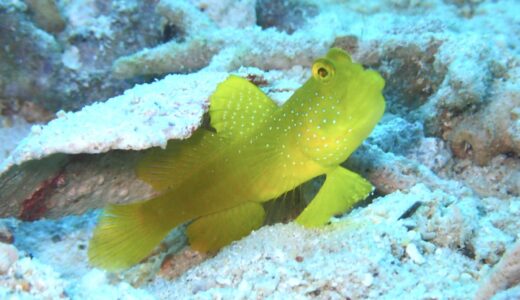 ウネりが戻ってきた(ﾟ∀ﾟ)