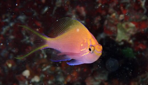 初石垣島ダイビング^ – ^