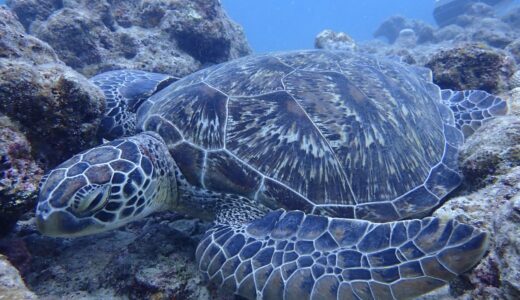 すっかり秋ですねー