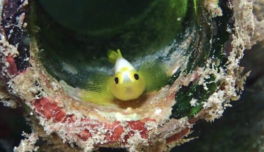 着後マクロスタートです