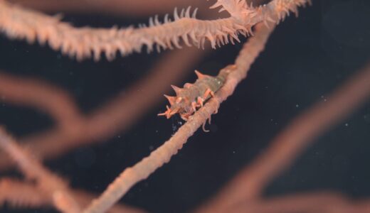 無事合格？からのどマクロ^ – ^