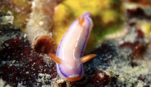 海況良くなりまして、、、