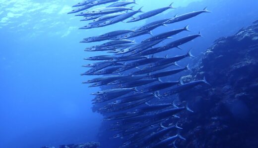 久しぶりのアタックは？