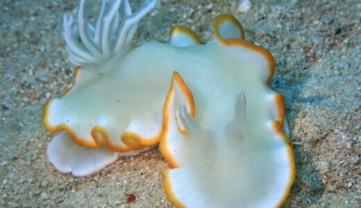 クリスマスダイビング