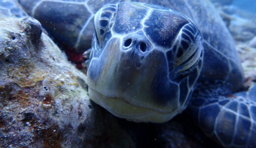 初めましての皆様と^ – ^