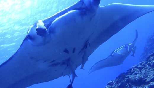 久しぶりに川平マンタへ^ – ^