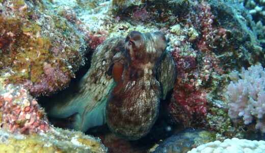 石垣島でダイビング^ – ^