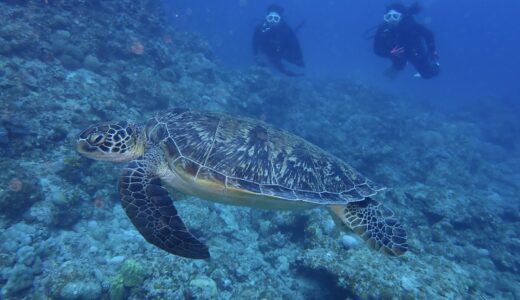到着してすぐダイビングへ^ – ^