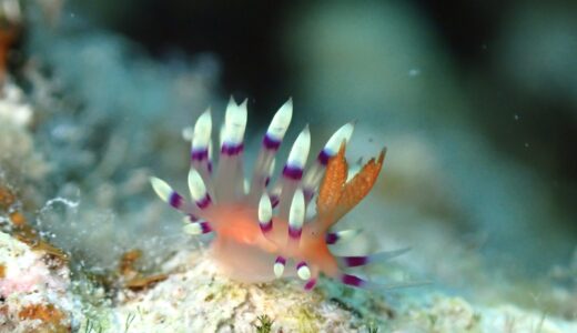 春に近づく今日この頃