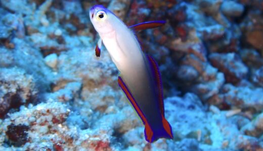 貸切でのんびりコース