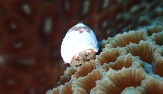 初の川平エリアを楽しみます^ – ^