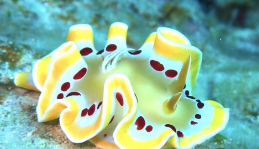 作業したり海行ったり^ – ^