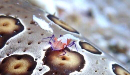 ご無沙汰ダイビング！