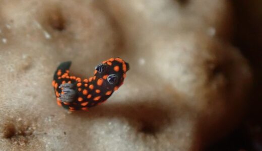 春が来た、４月に入りまーす！