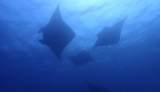 春のお祭り、開幕^ – ^