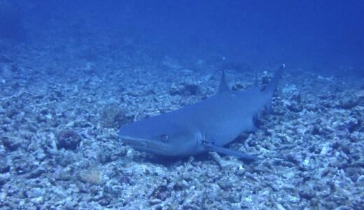 久々の北風で、、、