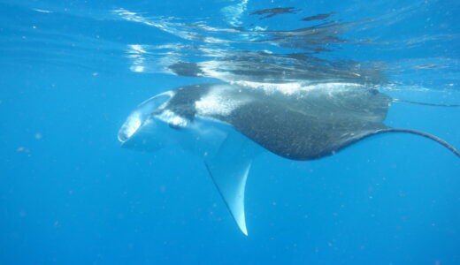 朝から晩まで生物三昧^ – ^