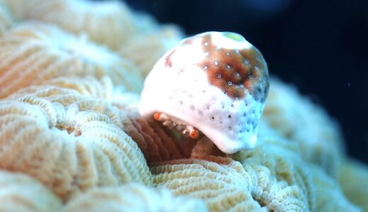 だんだんと海況が良くなります^ – ^